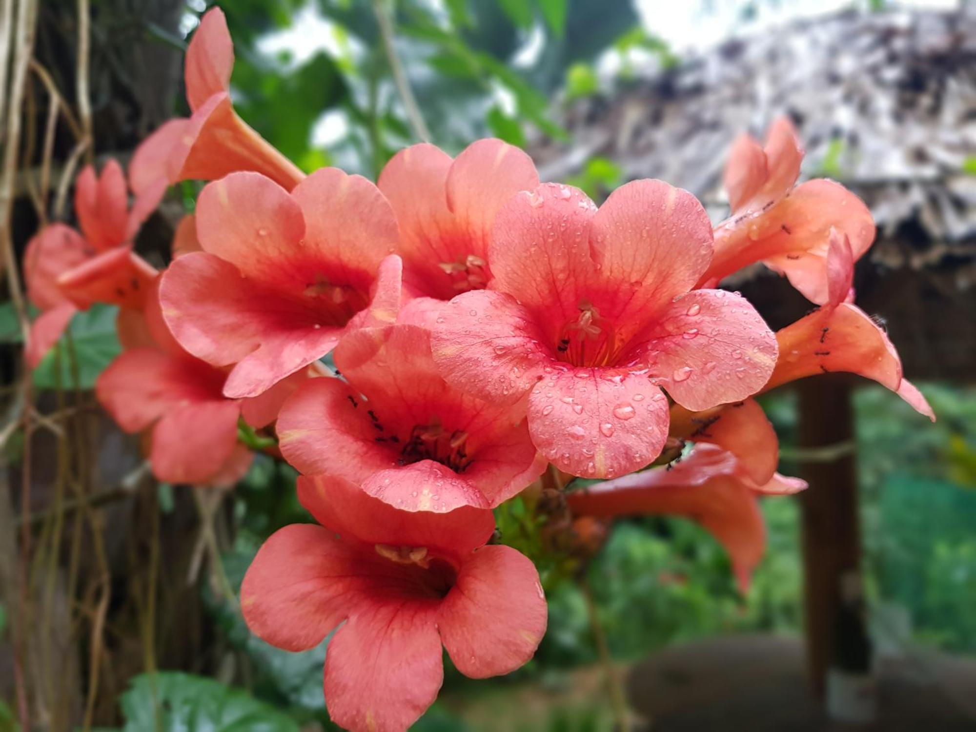Yen Bai Vu Linh Palm House Homestay - Bungalow מראה חיצוני תמונה